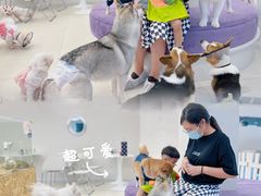 -怪兽屋·羊驼·猫咖·狗咖(俊华广场店)