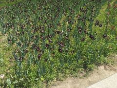 -长春公园(普阳街道)