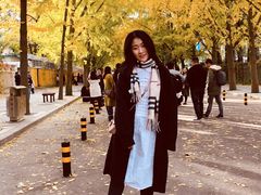 -三里屯东五街银杏大道