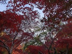 -秋霞圃