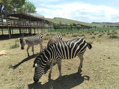 -新疆天山野生动物园