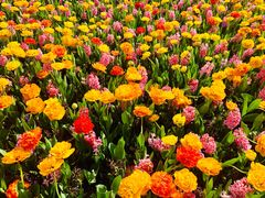 -上海鲜花港