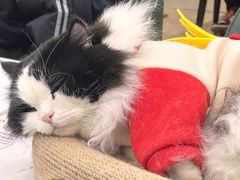 -安格丽娜·狗咖·猫咖羊驼咖(春熙路百盛商场店)