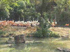 -上海野生动物园