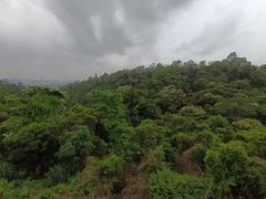 -火炉山森林公园