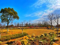 -上海长兴岛郊野公园