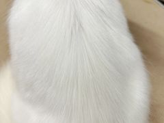 -鑫艺宠物美容培训学校