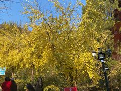 -遵化市禅林寺古银杏风景园