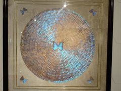 -上海昆虫博物馆