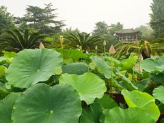 -国家植物园南园