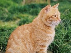 -武汉两江游览·夜游长江(汉阳门码头)