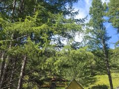 -莫尔道嘎国家森林公园