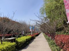 -高东镇樱花园