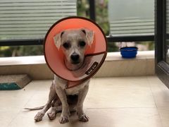 -瑞派名望24h动物医院异宠专科·猫专科·骨科·重症监护分院