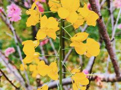 -南汇桃花村