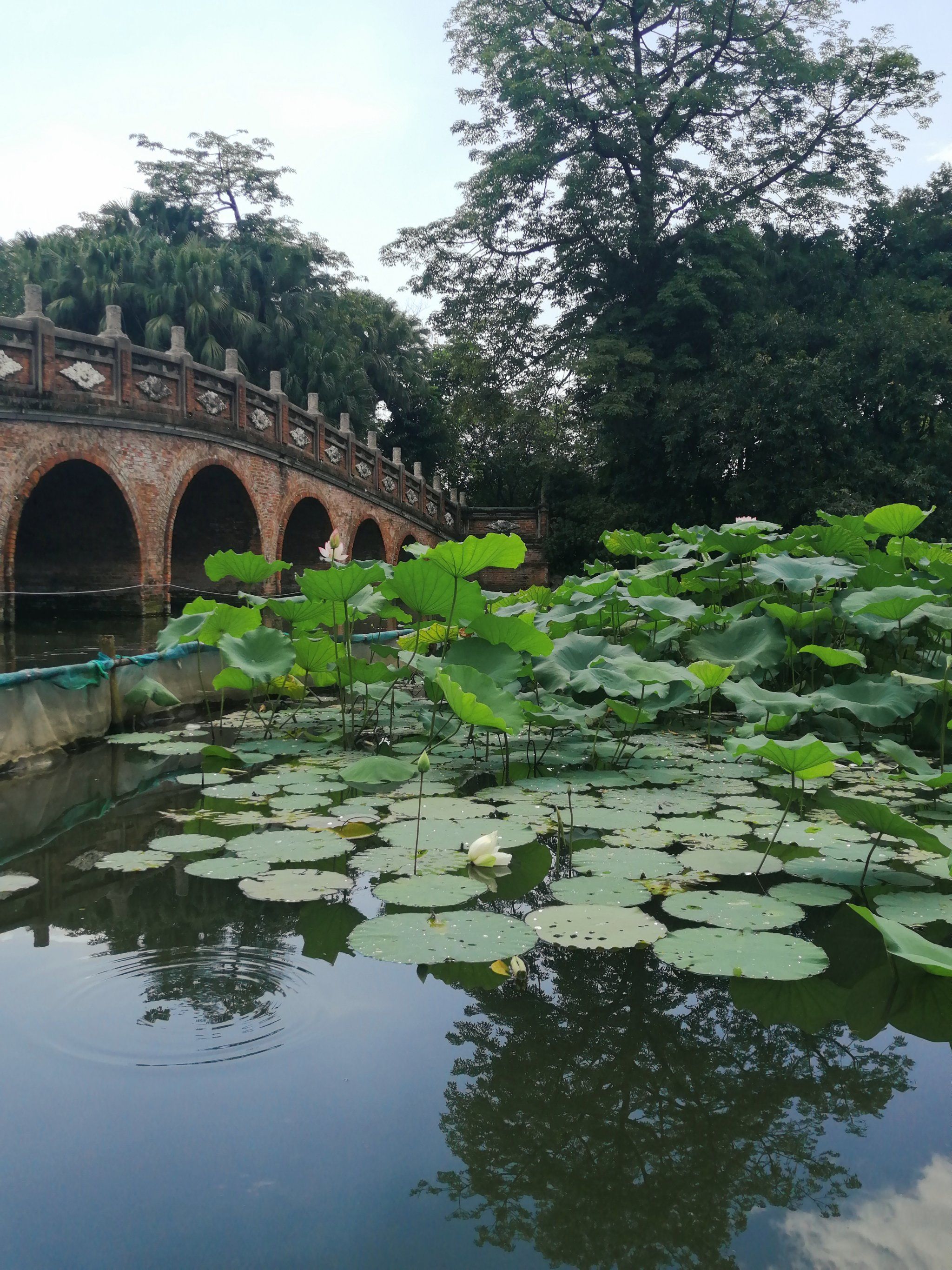 夏天来啦!来禅城中山公园"热辣滚烫"!