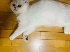 -lincat·猫舍(广州店)