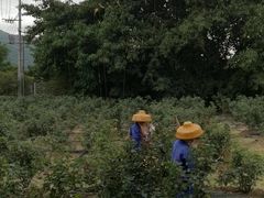 -亚龙湾国际玫瑰谷