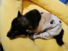 -逗柴咖啡屋·狗咖猫咖宠物桌游