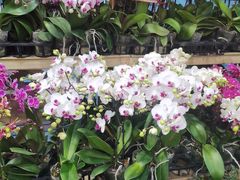 -双季花艺园艺市场(浦东店)