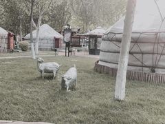 -九十九顶毡房(阜石路店)