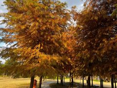 -上海长兴岛郊野公园