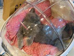 -momokira米努特·德文卷毛猫·棉花面纱犬