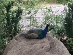 -西霞口神雕山野生动物世界