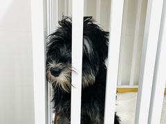 -1013 PET SHOP精品宠物商店(丁香店)