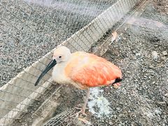 -青藏高原野生动物园