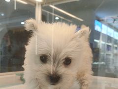 -翊宠yipet猫狗购宠庄园