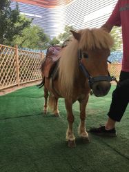 -萌宠亲子动物乐园(槐房万达店)