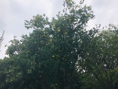 -复旦大学附属华山医院(江苏路分部)