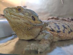 -喵园·猫主题咖啡厅·撸猫·猫咖(国贸店)