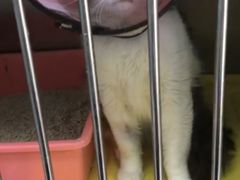 -莘程宠物医院(金山店)