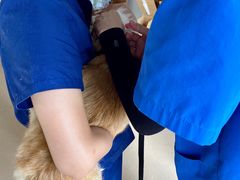 -伟伟宠物医院·瑞派猫友好医院·猫科(光谷店)