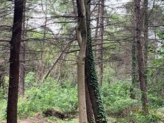 -昆山城市生态森林公园