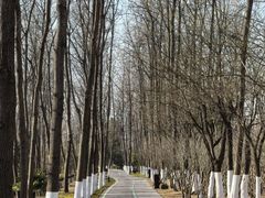 -合肥滨湖国家森林公园