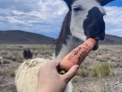-新疆天山野生动物园