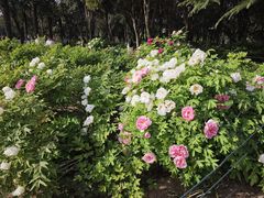 -洛阳市隋唐城遗址植物园