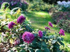 -上海共青森林公园