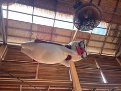 -Naughty Nuri’s Phuket