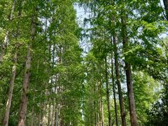 -昆山城市生态森林公园