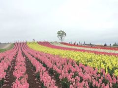 -富田农场
