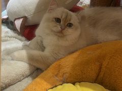 -滚猫咖啡·猫咖·猫友好撸猫(未来城店)