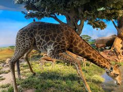 -国家自然博物馆