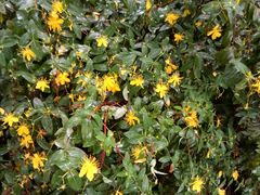 -西湖外事游船(花港观鱼码头)