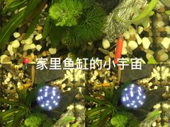 -三圣花乡旅游区