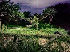 -夜间野生动物园