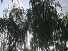 -西湖公园(鼓楼区)